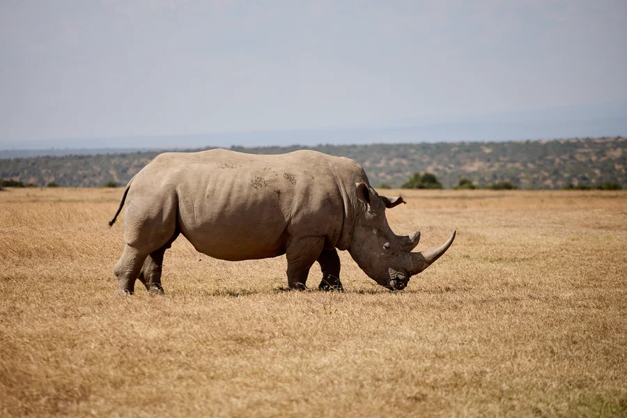 À la rencontre des rhinocéros de Solio